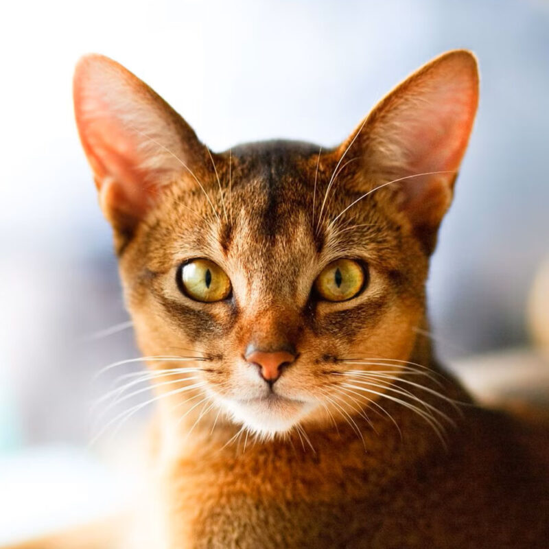 Abyssinian