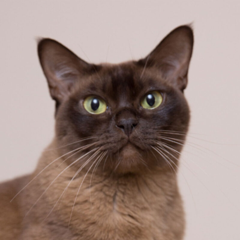 Burmese