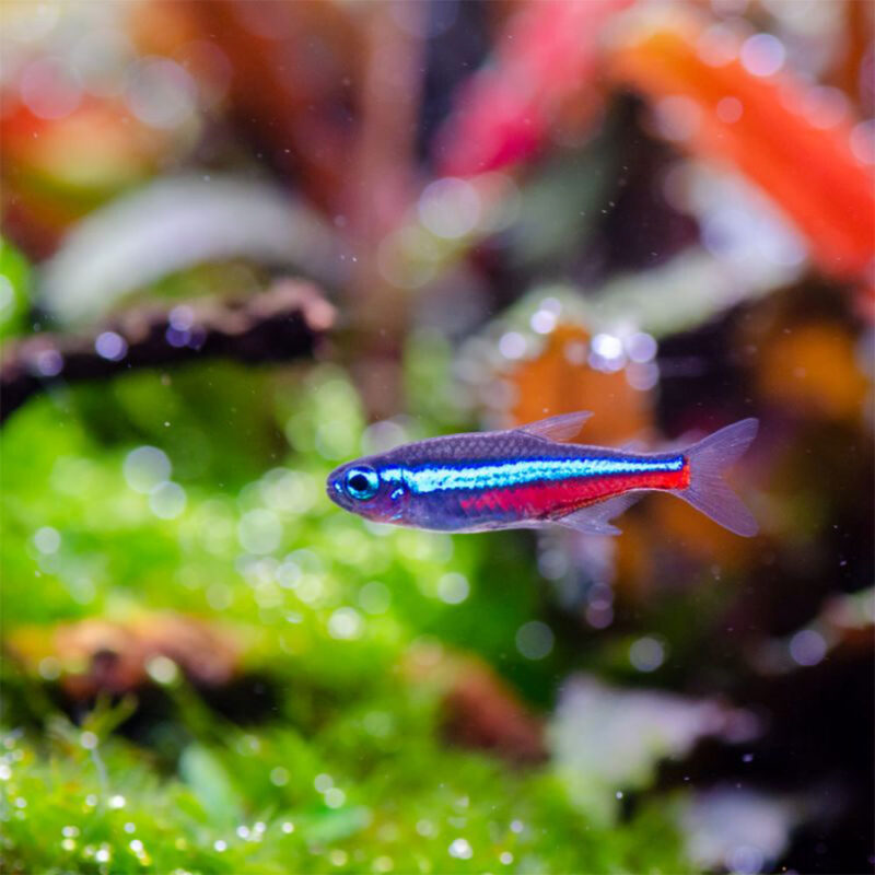 Neon-Tetra