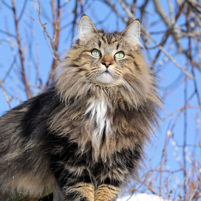 Norwegian-Forest