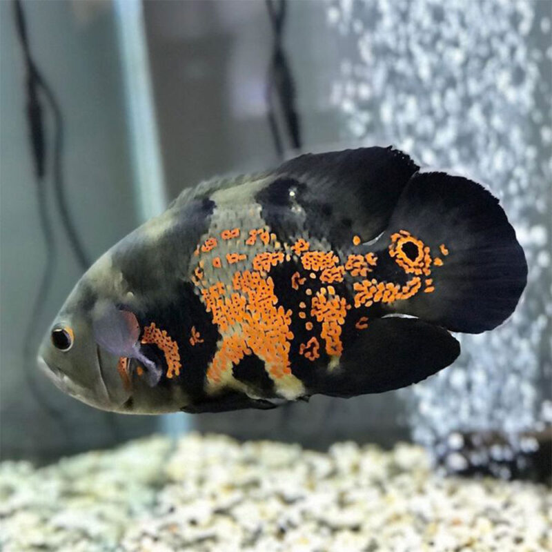Oscar