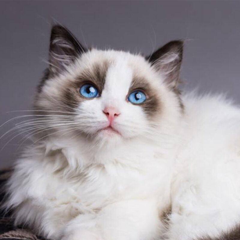 Ragdoll