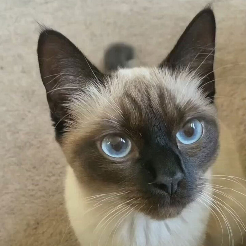 Siamese
