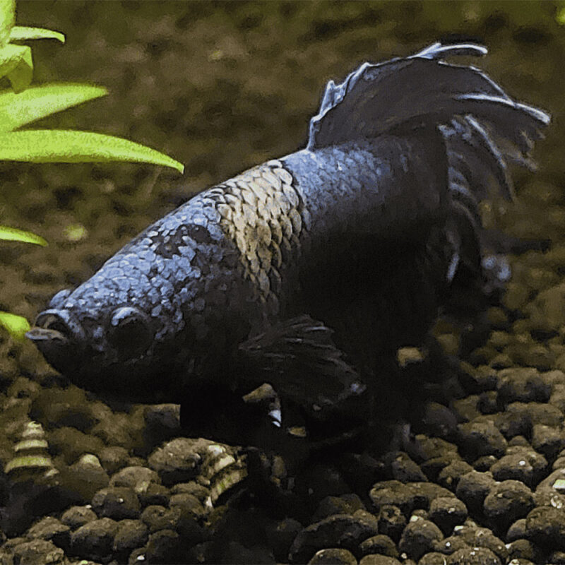 fishes-Bacterial-Diseases