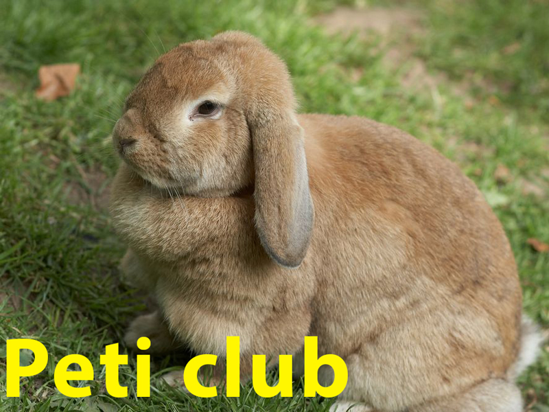 __opt__aboutcom__coeus__resources__content_migration__mnn__images__2017__04__lop-earred-rabbit-d47323a1ab3847398463b3d6a1d7119b