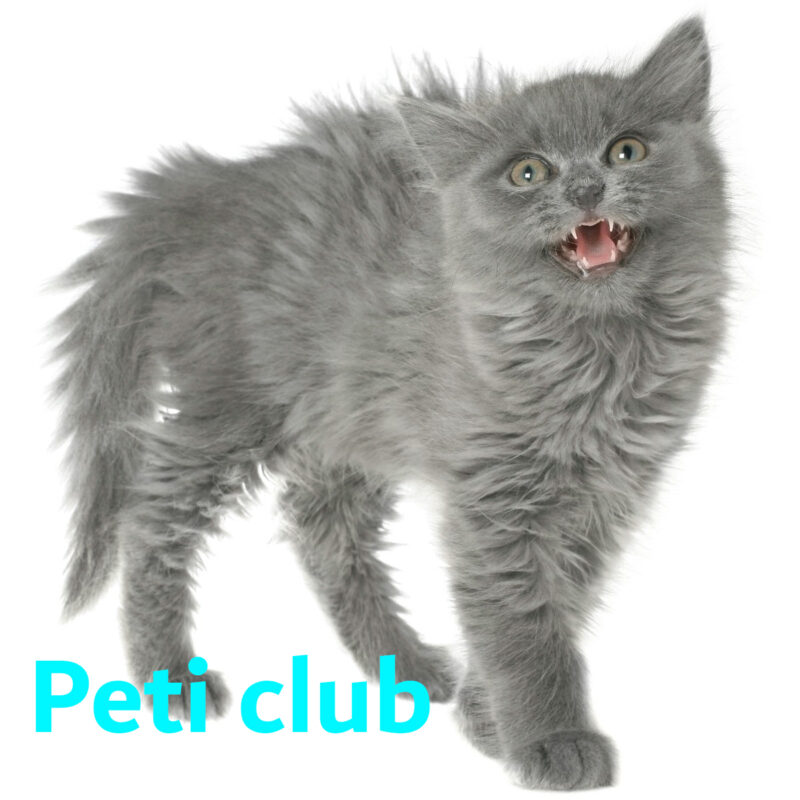 scared_cat_x1
